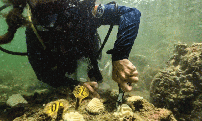 রেকর্ড ভেঙেছে সমুদ্রপৃষ্ঠের তাপমাত্রা, বিভিন্ন দেশে দেখা দিচ্ছে প্রচণ্ড দাবদাহ