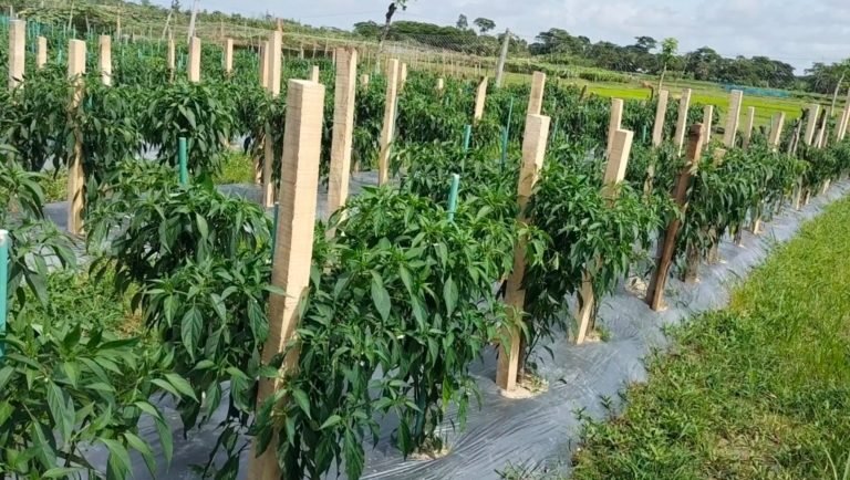 ’কাঁচা টাকা চাষে’ ভাগ্য ফিরেছে পটুয়াখালীর কুমিরমারার চাষীদের