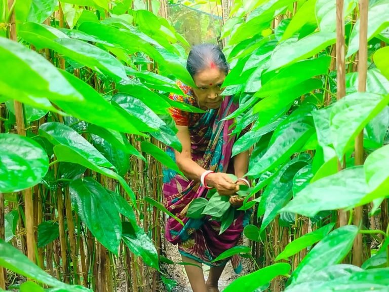 দুই বছর ধরে রপ্তানি বন্ধ পটুয়াখালীর মিষ্টি পান, আর্থিক ক্ষতির মুখে চাষিরা
