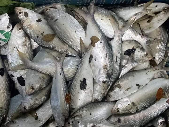 বরগুনায় পুকুরে পাওয়া গেল ৯৫টি ইলিশ