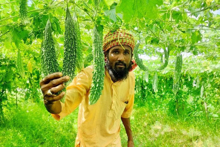 পটুয়াখালীর ‘কুমিরমারা’য় করলায় শত কোটি টাকার ‘বাণিজ্য সম্ভাবনা’