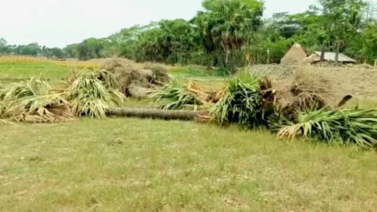 তালগাছ কাটায় পদ হারালেন মহিপুর ইউপি’র চেয়ারম্যান