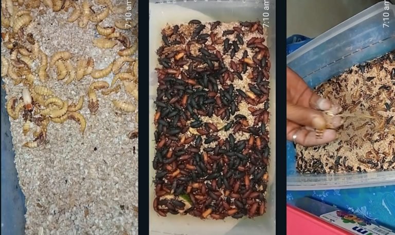 বিটল পোকা চাষে সফল বরিশালের অপু