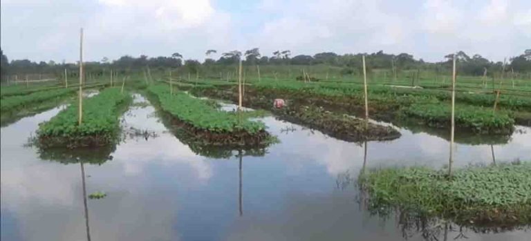 বিশ্ব ঐতিহ্যের স্বীকৃতি প্রাপ্ত পিরোজপুরের ‘ভাসমান বেডে’ সবজি চাষে ভাগ্য ফিরছে ভূমিহীন কৃষকের