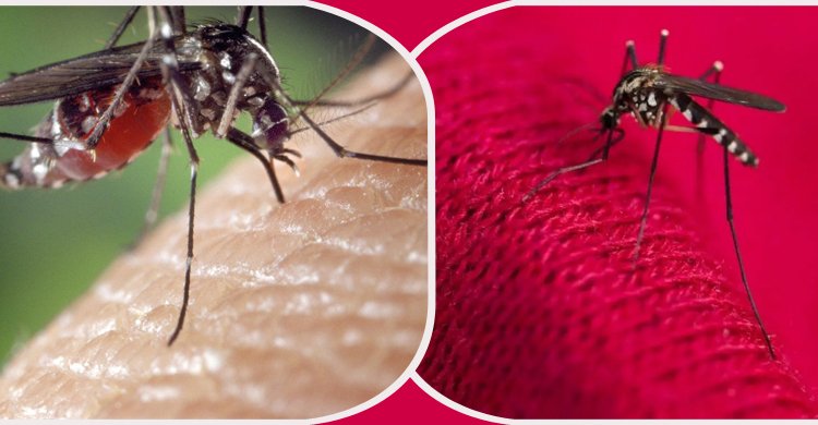 যে রঙের পোশাক পরলে মশা বেশি কামড়ায়
