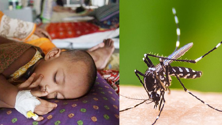 শিশুর ডেঙ্গু হলে কী করণীয়