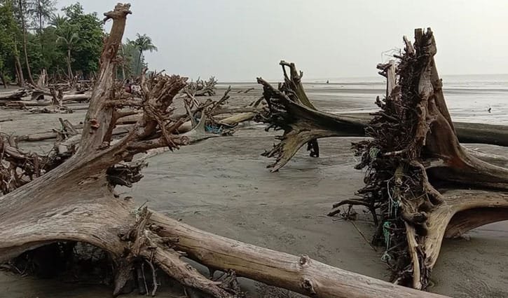 সমুদ্রের করাল গ্রাসে প্রতি বছর ১৫ থেকে ২০ মিটার প্রশস্ততা হারাচ্ছে কুয়াকাটা