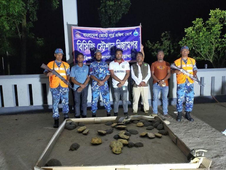 ভারতে পাচারকালে কলাপাড়ায় দুই বস্তা কচ্ছপ আটক করেছে কোস্টগার্ড