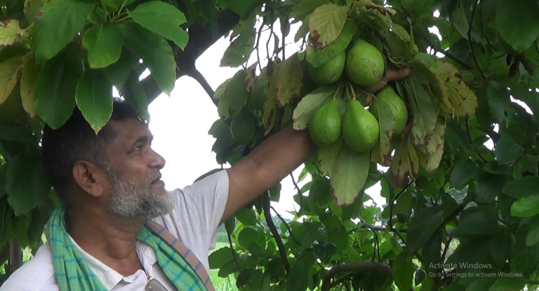 পিরোজপুরে বিদেশী ফল ‘অ্যাভোকেডো’ চাষে ব্যাপক সফলতা
