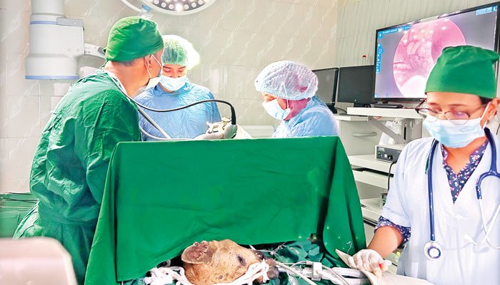 দেশে কুকুরের ল্যাপারোস্কোপি