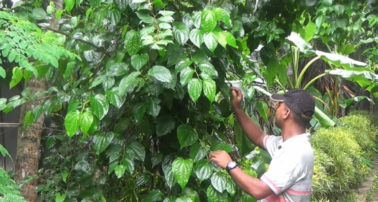 পিরোজপুরে এই প্রথম বানিজ্যিকভাবে চুইঝাল এর আবাদ শুরু