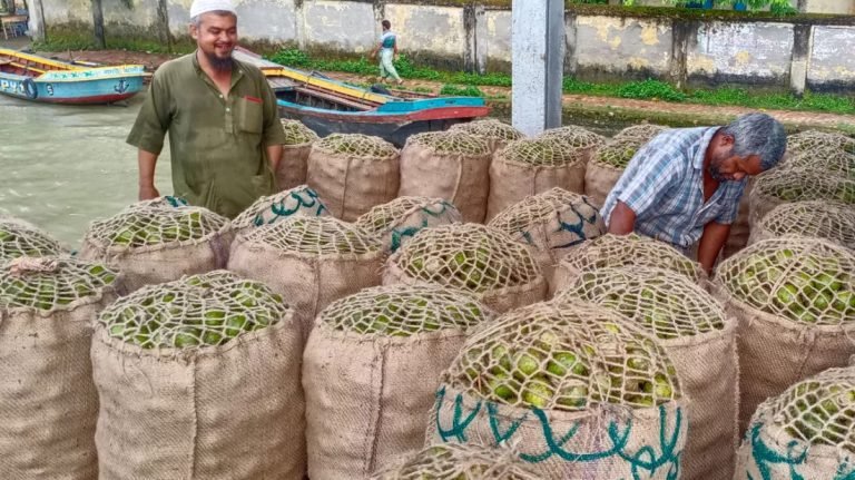 আমড়ার বাম্পার ফলনেও হাসি নেই চাষিদের মুখে