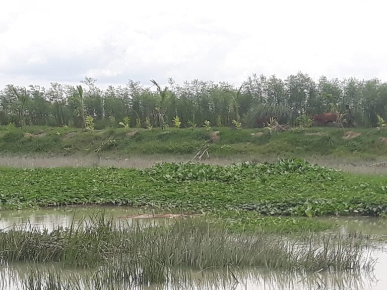 বরিশালে খাস জমি দখলের অভিযোগ