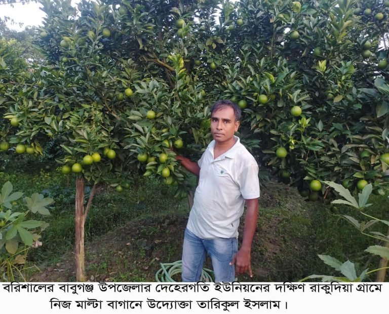 মাল্টা চাষে সফল বাবুগঞ্জের তারিকুল