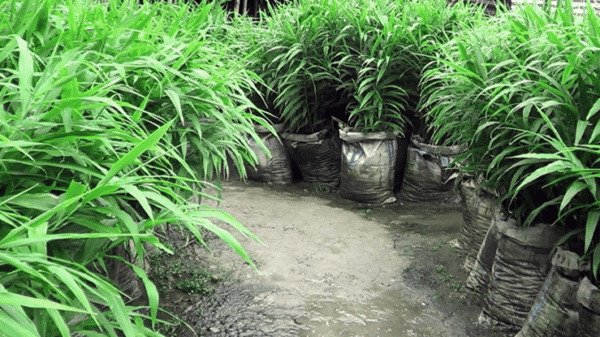 বরিশালে  পতিত জমিতে আদা চাষ