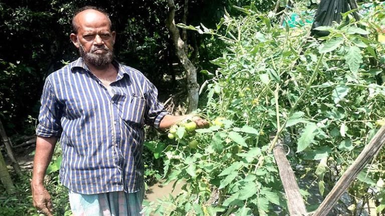 টমেটো চাষে সফল লালমোহনের পোস্ট মাস্টার