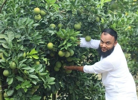 কম ফলনে বিপাকে পিরোজপুরের মাল্টা চাষিরা