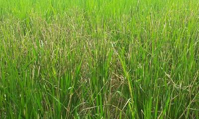 দশমিনায় আমন ক্ষেতে পোকার আক্রমণে দুশ্চিন্তায় কৃষকরা