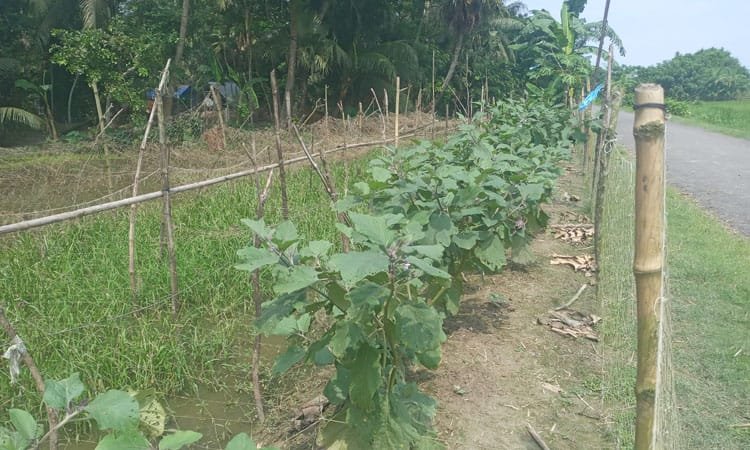 দশমিনায় রাস্তার পাশে পতিত জমিতে সবজি চাষে লাভবান কৃষকরা