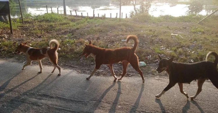 বরিশালে বেওয়ারিশ কুকুরের উৎপাত, আতঙ্ক