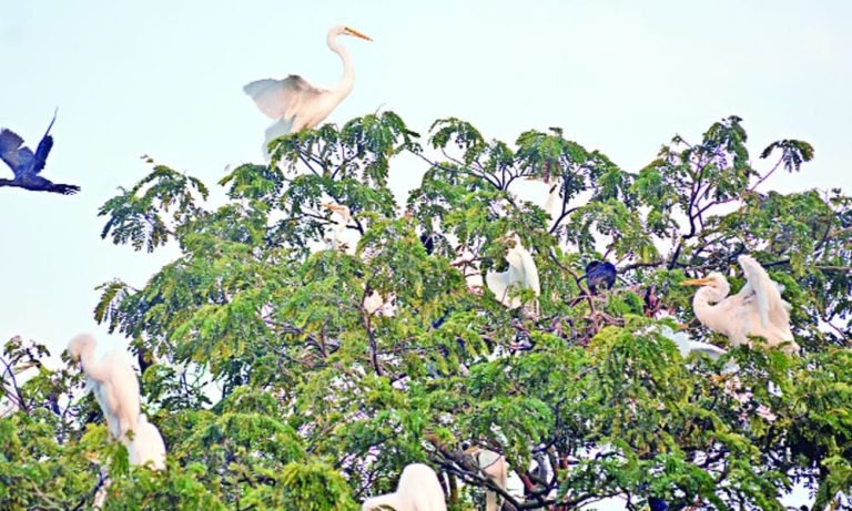 নুরাইনপুরে পাখির অভয়ারন্ন