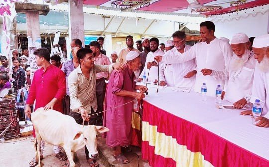 হিজলায় অসহায় ও দুঃস্থ্যদের মাঝে গরু বিরতণ