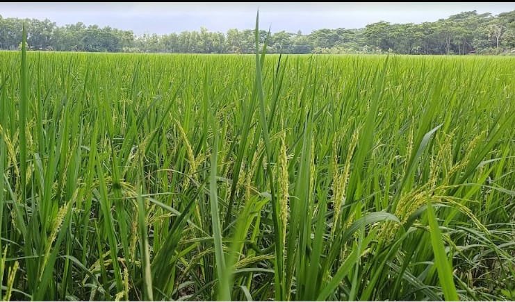 দশমিনায় স্বস্তির বৃষ্টি, খুশিতে আমন চাষীরা