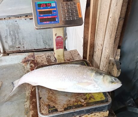 ১৩ হাজারে বিক্রি হলো এক ইলিশ