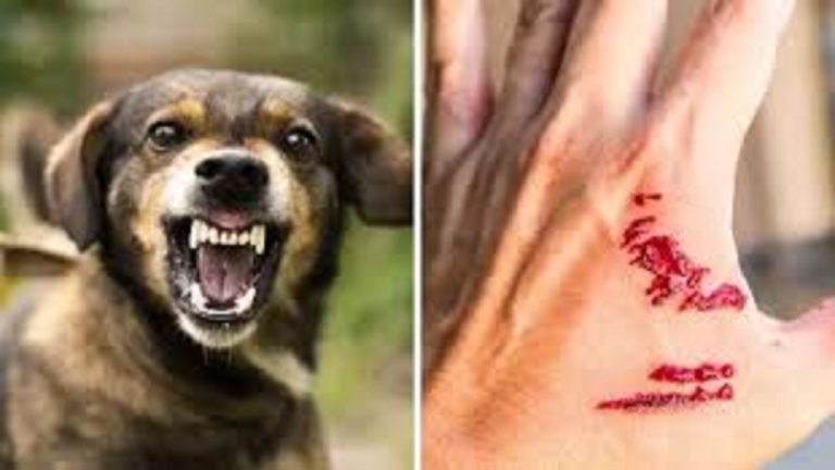 বিশ্ব জলাতঙ্ক দিবস উপলক্ষে গলাচিপায় শোভাযাত্রা ও আলোচনা সভা