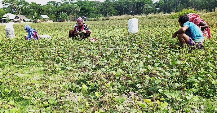 গরীবের ‘গোশত’ খ্যাত ডালের ৪৫ ভাগই যোগান দিচ্ছে বরিশাল