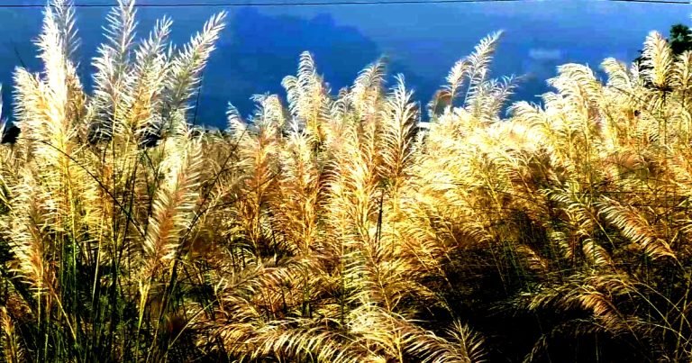 প্রকৃতির স্বর্গরাজ্য বরিশালে কাশবনে প্রকৃতিপ্রেমীদের ঢল