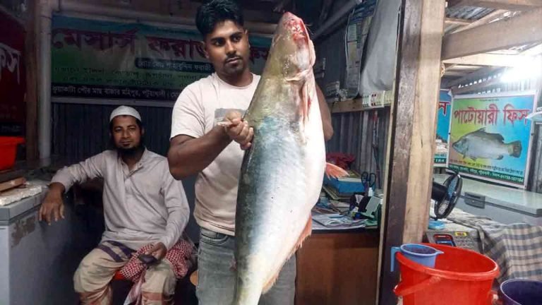 কুয়াকাটায় ইলিশের জালে ১৬ কেজি ওজনের পাঙ্গাশ!