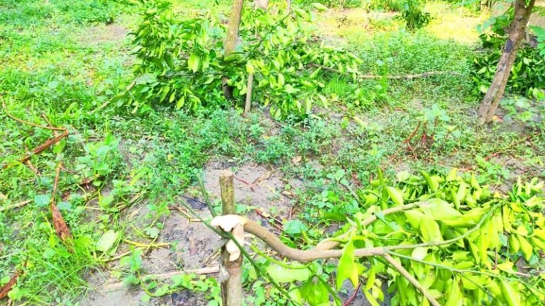 রাঙ্গাবালীতে মাল্টা বাগানের অর্ধশতাধিক ফলন্ত গাছ কেটে ফেলেছে দুর্বৃত্তরা