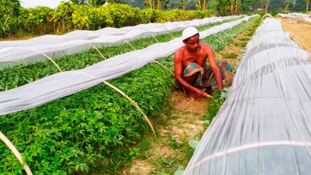 বরিশালে আগাম শীতকালীন সবজি চাষে সফলতা