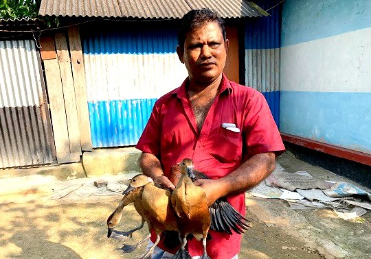 আগৈলঝাড়ায় অতিথি পাখী বালি হাঁস বিক্রি: জরিমানা