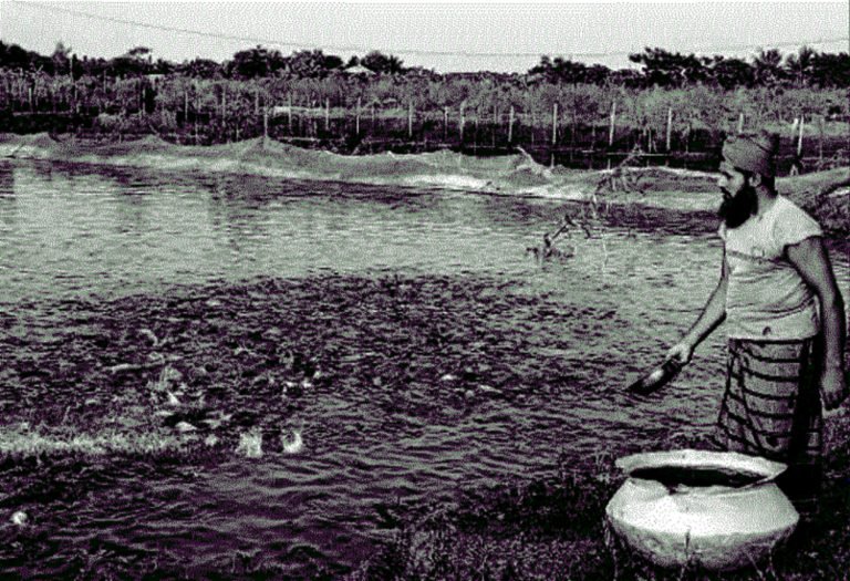 মাছ চাষে সফল শিক্ষক