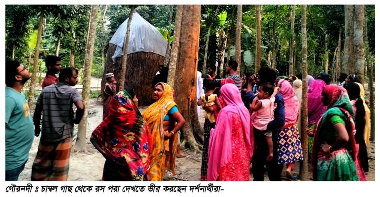 বরিশালের গৌরনদীতে চাম্বল গাছ থেকে ঝরছে মিষ্টি রস