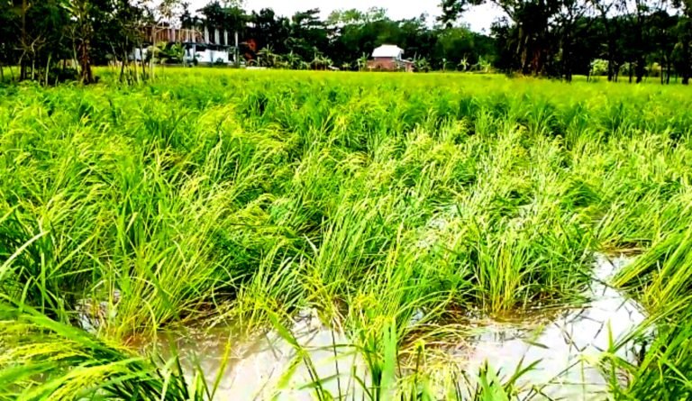 মিধিলির আঘাতে পটুয়াখালীতে ক্ষয়ক্ষতি