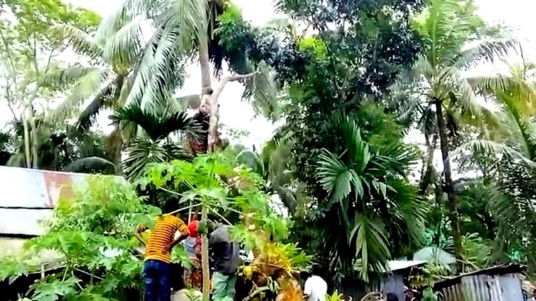 দশমিনায় ঝড়ে পড়া গাছ কাটতে গিয়ে চাপা পড়ে শ্রমিকের মৃত্যু