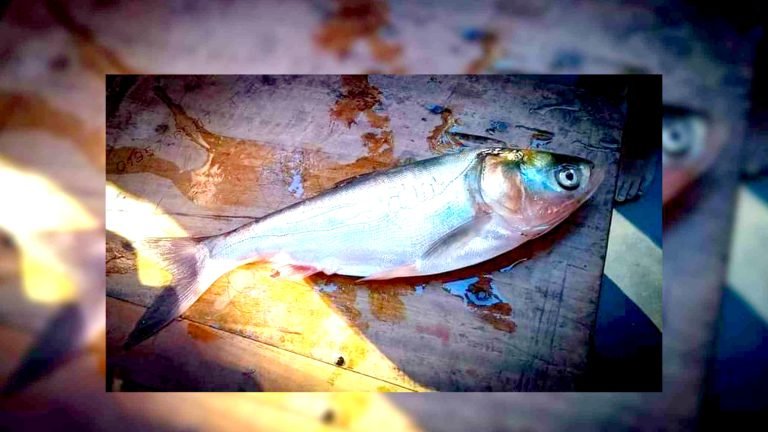 মাছের গায়ে ‘আল্লাহু’ লেখা দেখতে জনতার ভিড়
