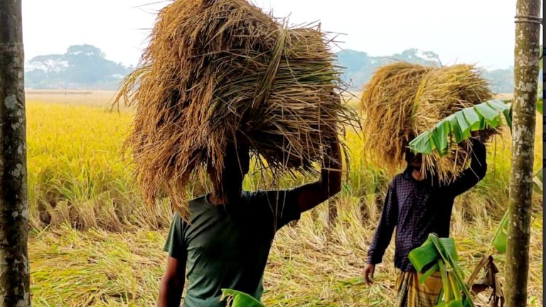 নিম্নচাপ আতঙ্কে ধান ঘরে তুলতে ব্যস্ত উপকূলের কৃষকেরা 