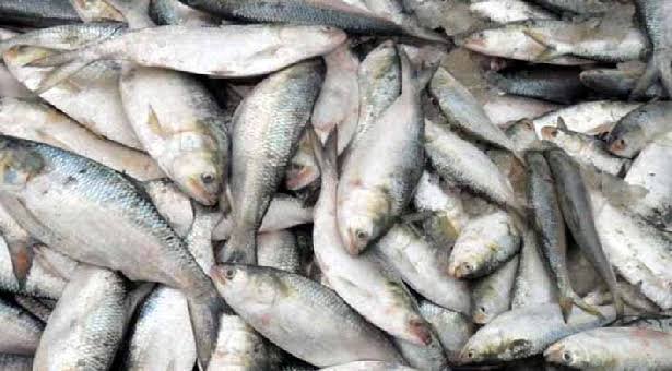 জাটকা আহরণে ৮ মাসের নিষেধাজ্ঞা