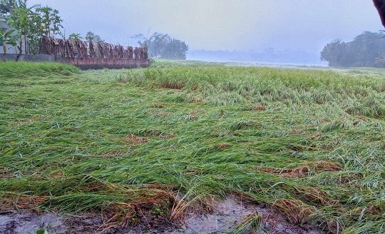 কাউখালীতে ঘূর্ণিঝড়ে আমন খেতের ব্যাপক ক্ষতি