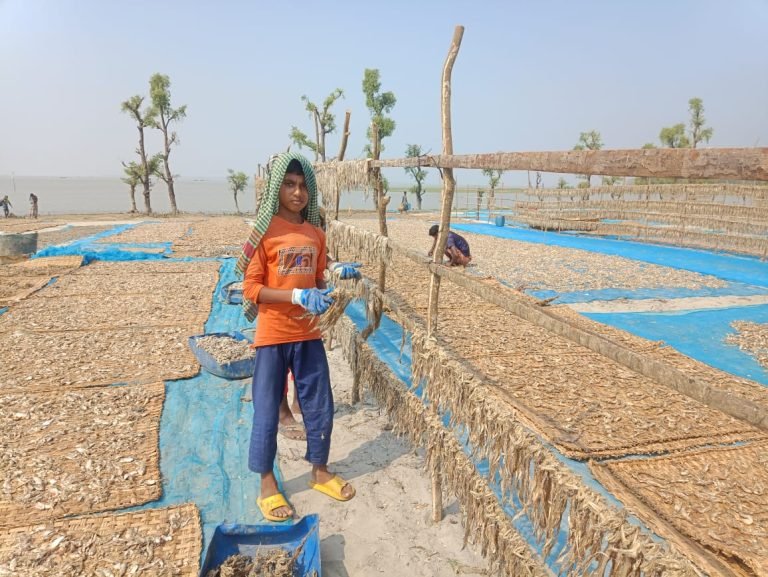 তালতলীর শুঁটকিপল্লীতে উৎসবের আমেজ