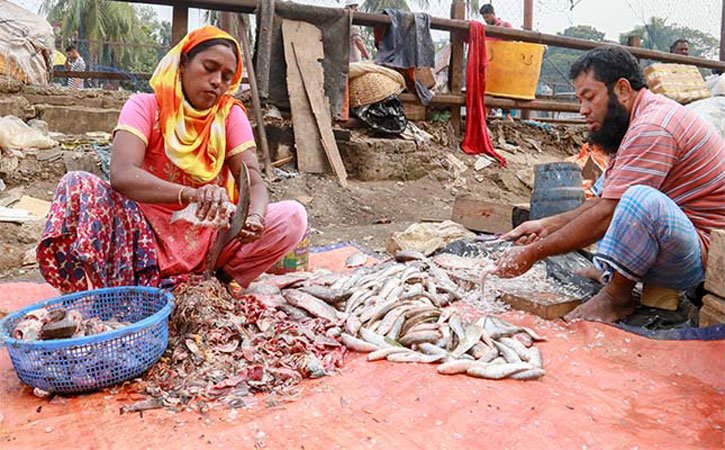  বরিশালে মাছ কেটে চলে শতাধিক সংসার