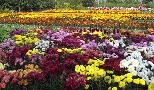 নেছারাবাদে ক্ষুদ্র ঋণে কর্মসংস্থান তৈরি হচ্ছে ১৬ হাজার মানুষের