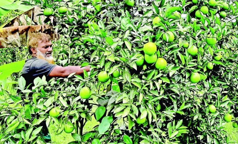 বরিশালে ভিনদেশী মালটার উৎপাদন ১০ হাজার টনের কাছে