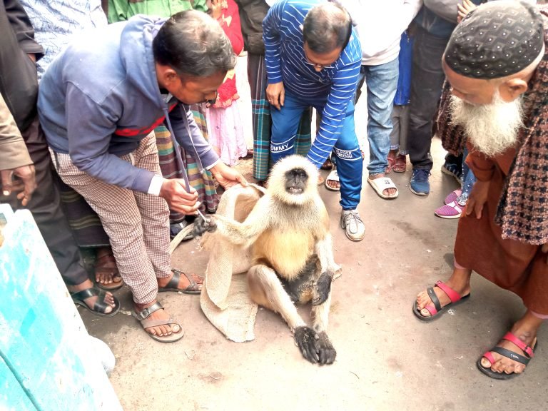 বরিশালে ৯৯৯ কল পেয়ে বিদ্যুৎপৃষ্ট মুখপোড়া হনুমানটি প্রাণে বেছে গেল