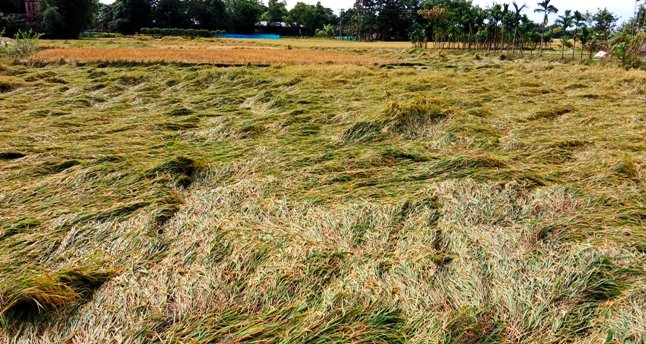 ঘূর্নিঝড় ‘মিগজাউম’ বরিশাল অঞ্চলের আমন ও রবি ফসলের জন্য বড় দুঃশ্চিন্তার বিষয়