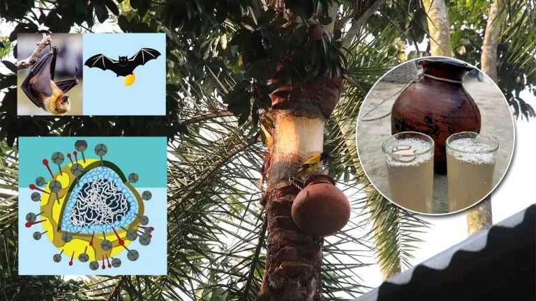 খেজুরের কাঁচা রস পানে হতে পারে স্থায়ী পঙ্গুত্ব